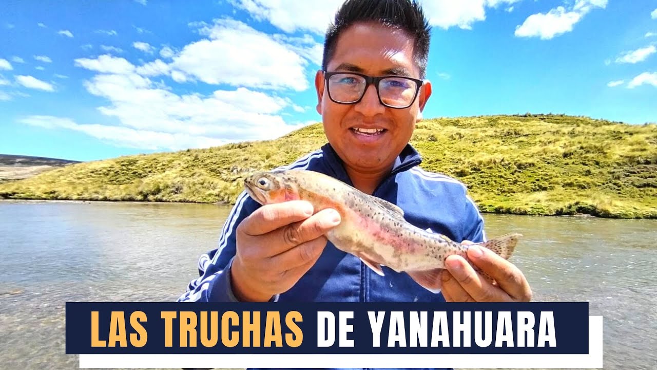 Las truchas del rio Sumbay en Yanahuara - Arequipa