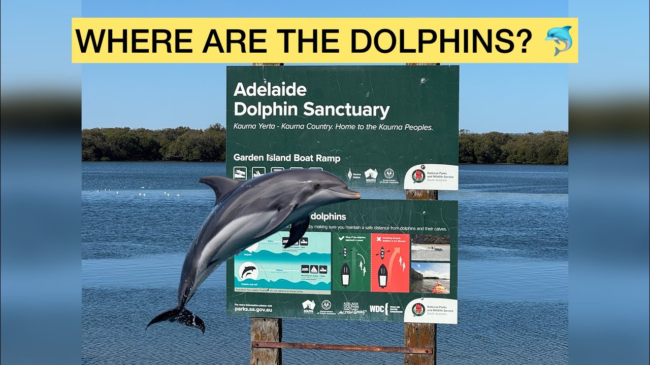 We visited Adelaide Dolphin Sanctuary | But no Dolphins today! 