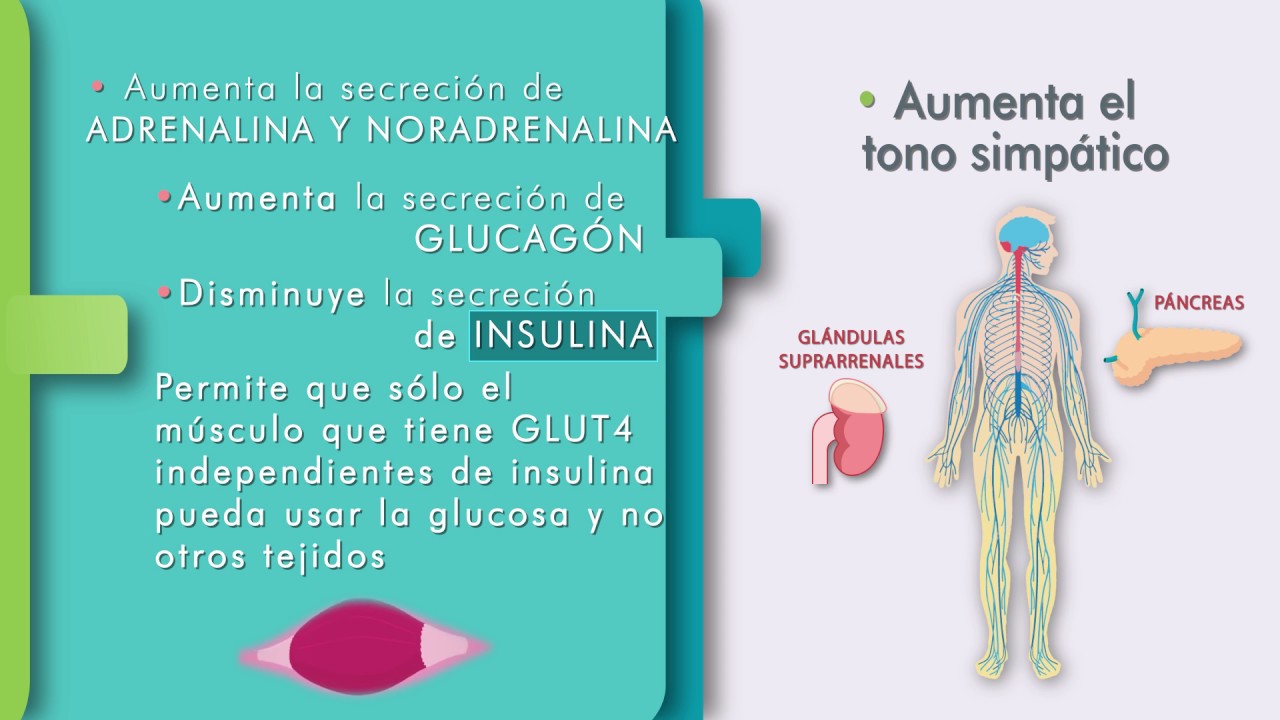 FISIOLOGÍA: Fisiología del ejercicio. PARTE II