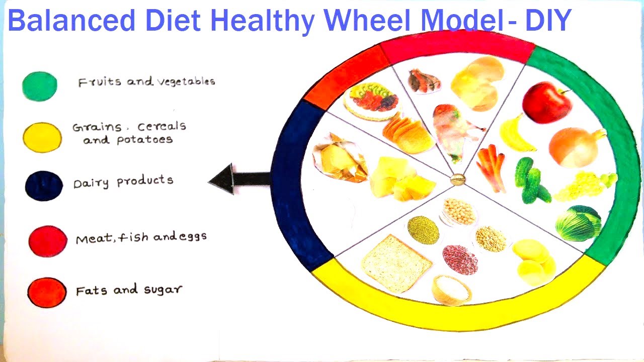 balanced diet working wheel model for healthy life science project | howtofunda | still model