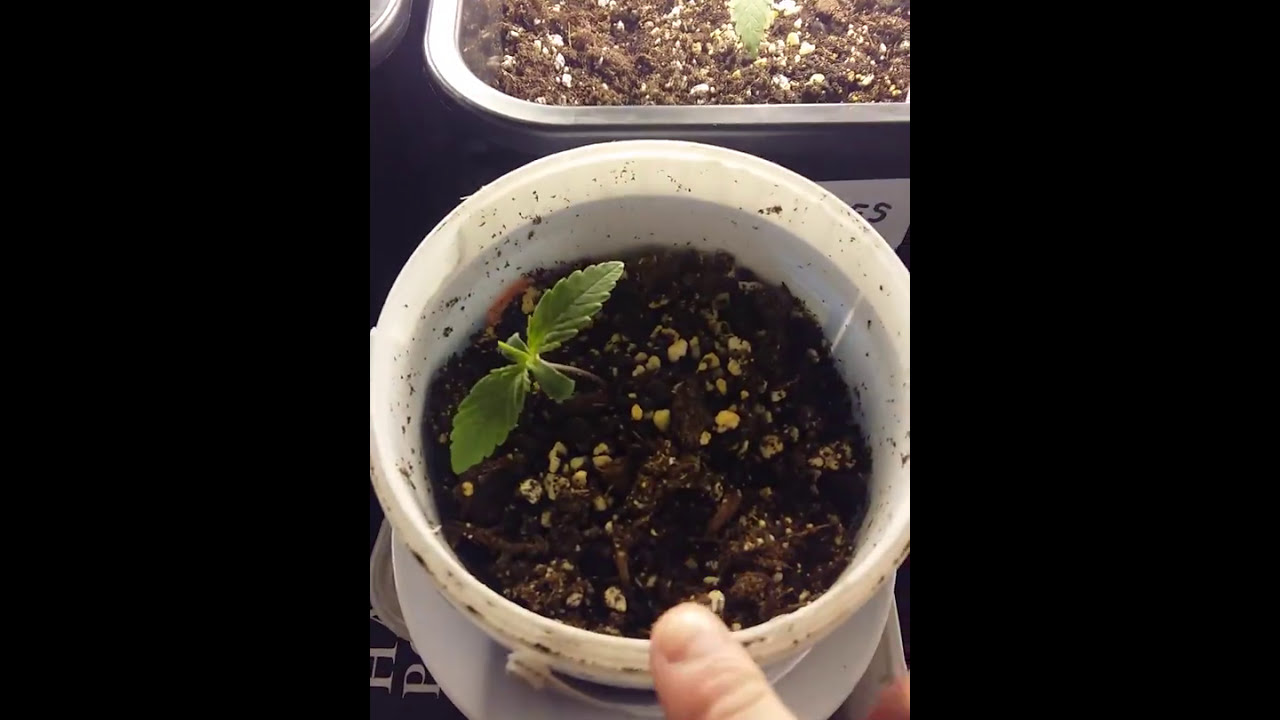 Auto Speed Bud First Grow