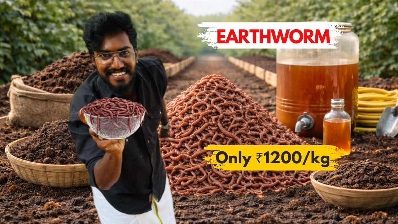 Earthworm 🪱 Farming | Vermicompost AgroTill #farming 