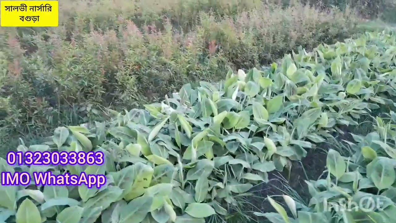 G 9 হাইব্রি খাটো জাতের কলার চারা উচ্চ ফলনশীল ২০০তম  দিনের মধ্যেই ফলন নিতে যোগাযোগ করুন ০১৩২৩০৩৩৮৬৩