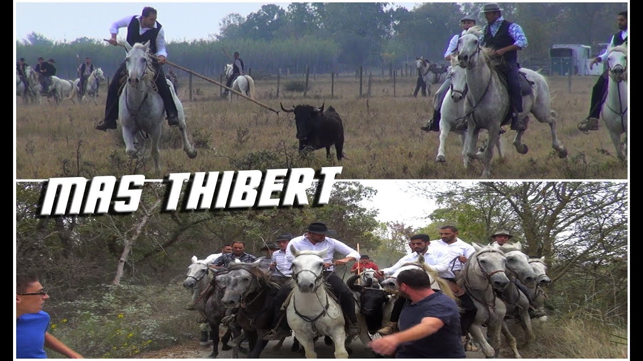 MAS THIBERT Ferrade Abrivado Longues 30-09-2017 🐴