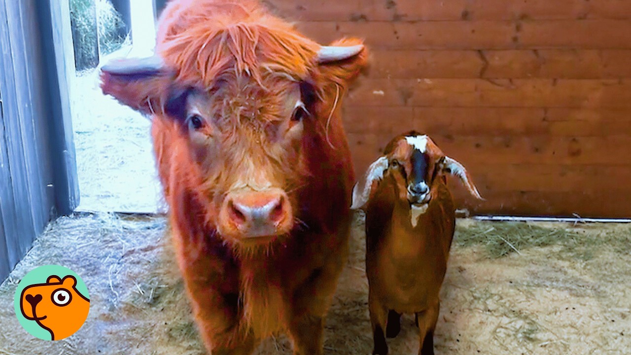 Bull and Tiny Goat Rule The Farm And Share Bedtime | Cuddle Buddies
