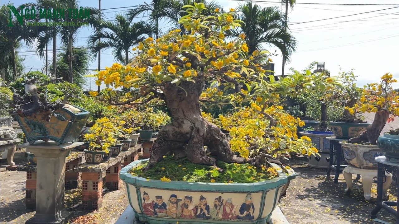 Vườn Mai Bonsai Đẹp Nhất Thị xã An Nhơn , Bình Định.