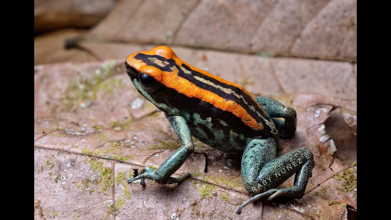Sierpe Frogs