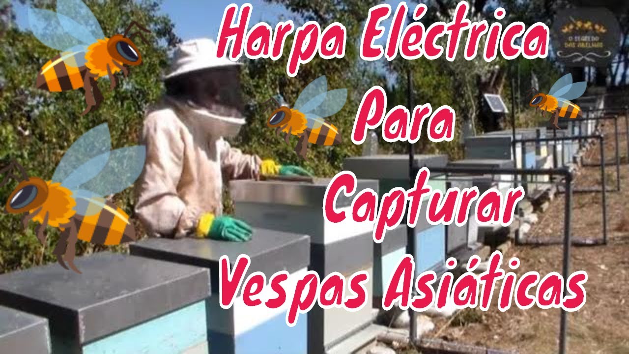 Harpa Eléctrica Para Capturar Vespas Asiáticas @euclidessantanasantana