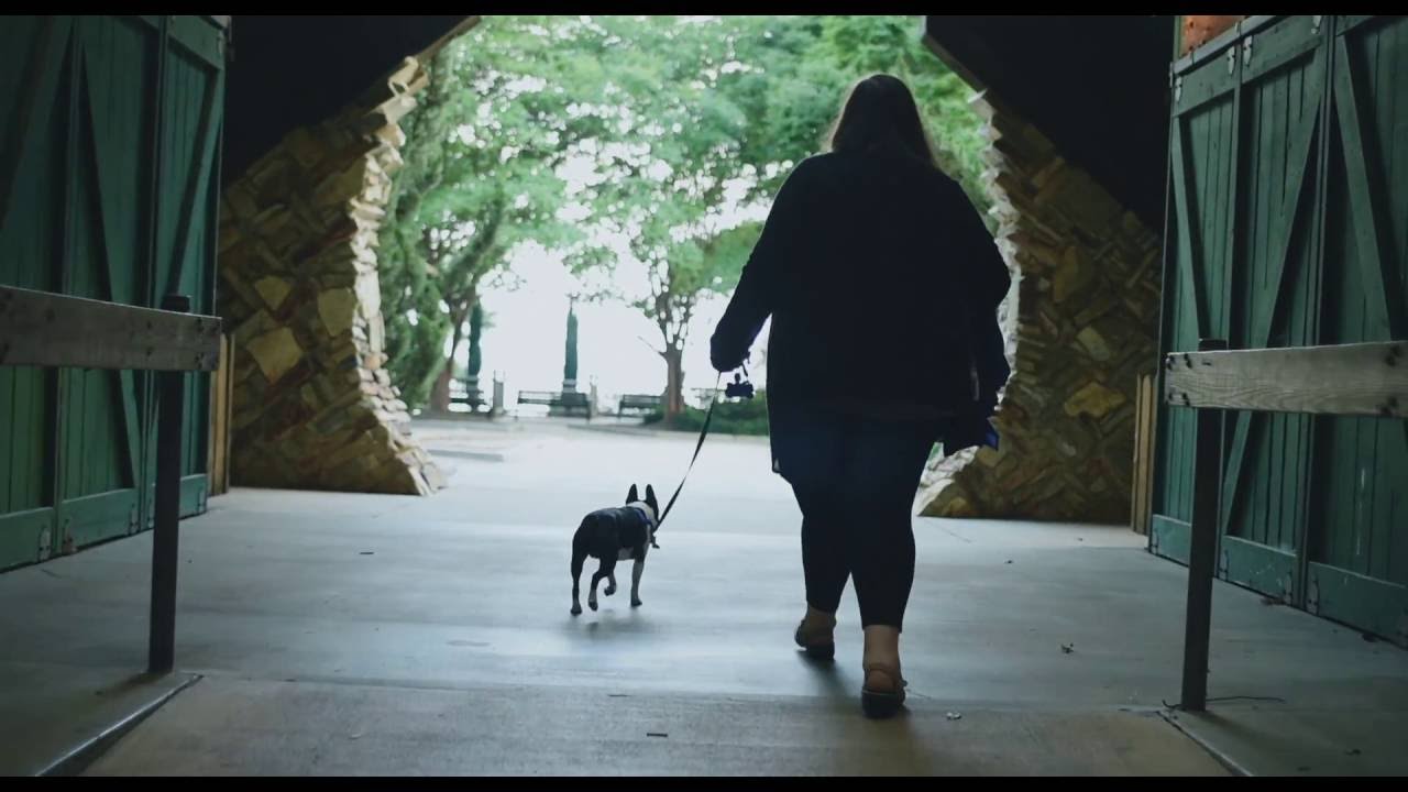 Trailer for 