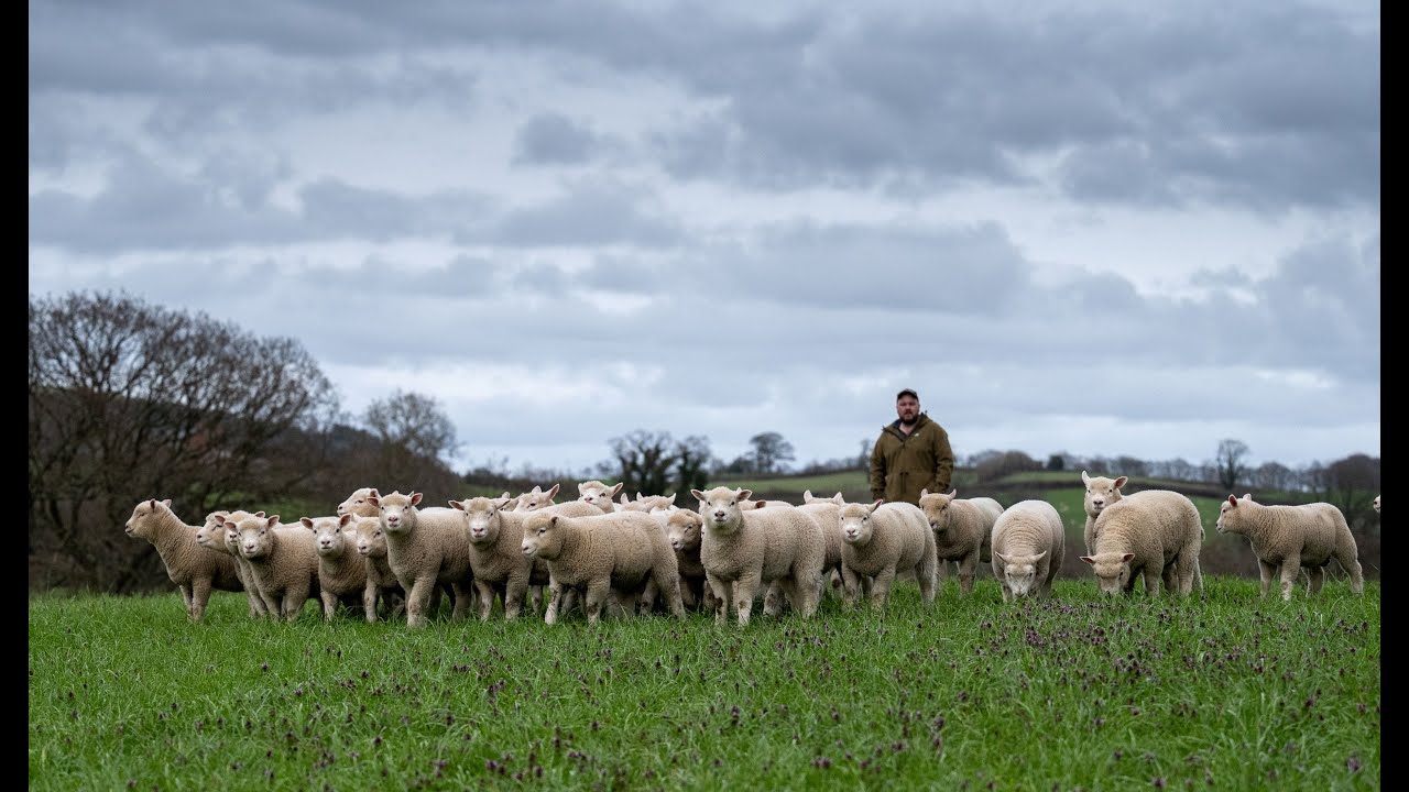 Best with beltex! Trystan Davies on his beltex spring lambs