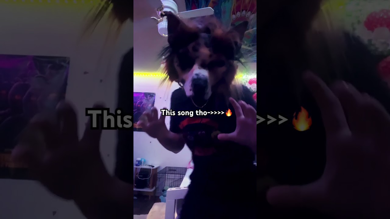 Idk what to post chat- #furry #antizoo #therian #icp