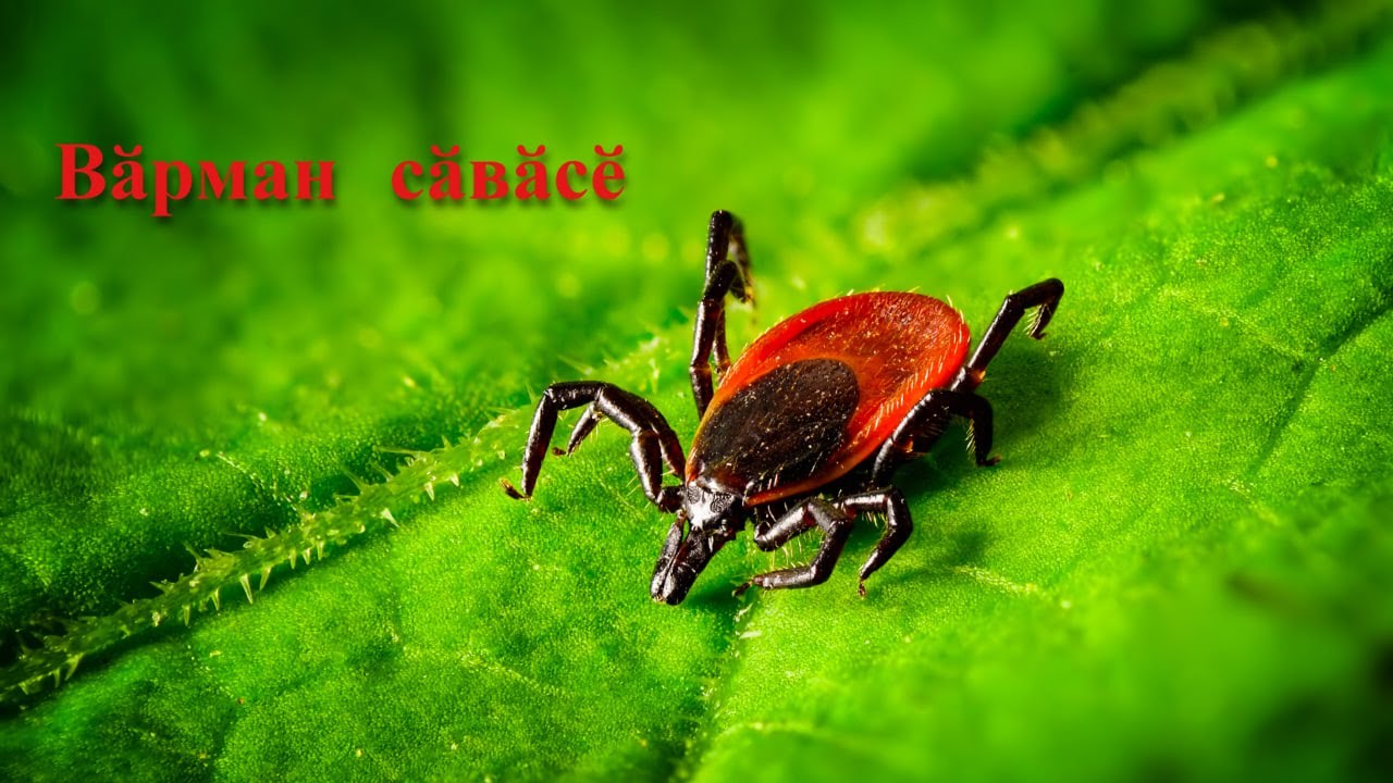 Сӑвӑс 🩸