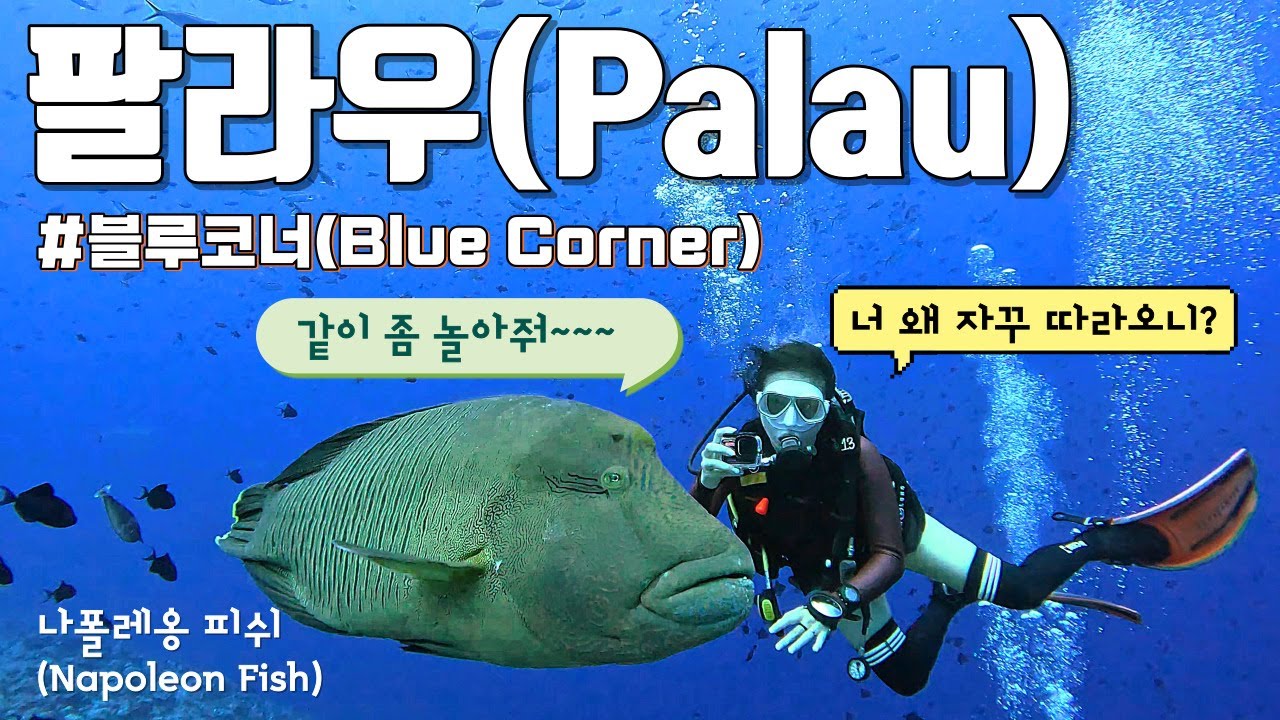 왜자꾸따라와! 🐟️나폴레옹피쉬와 함께 팔라우다이빙🤿 | 신들의정원 | 블루코너 【팔라우1】