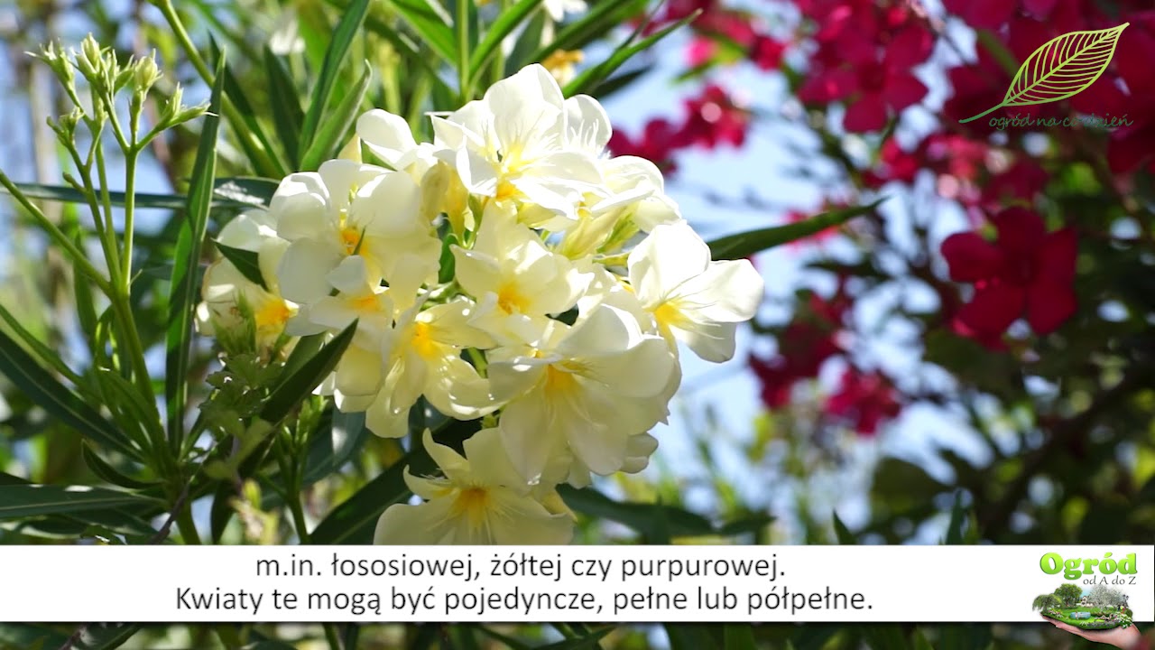 Oleander - coraz częściej uprawiany w naszych domach