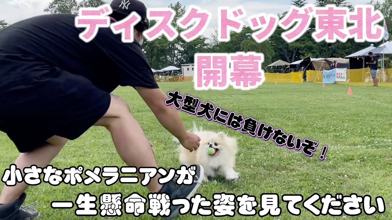 ポメラニアンが大型犬と真っ向勝負で戦い抜いた結果こうなりました！