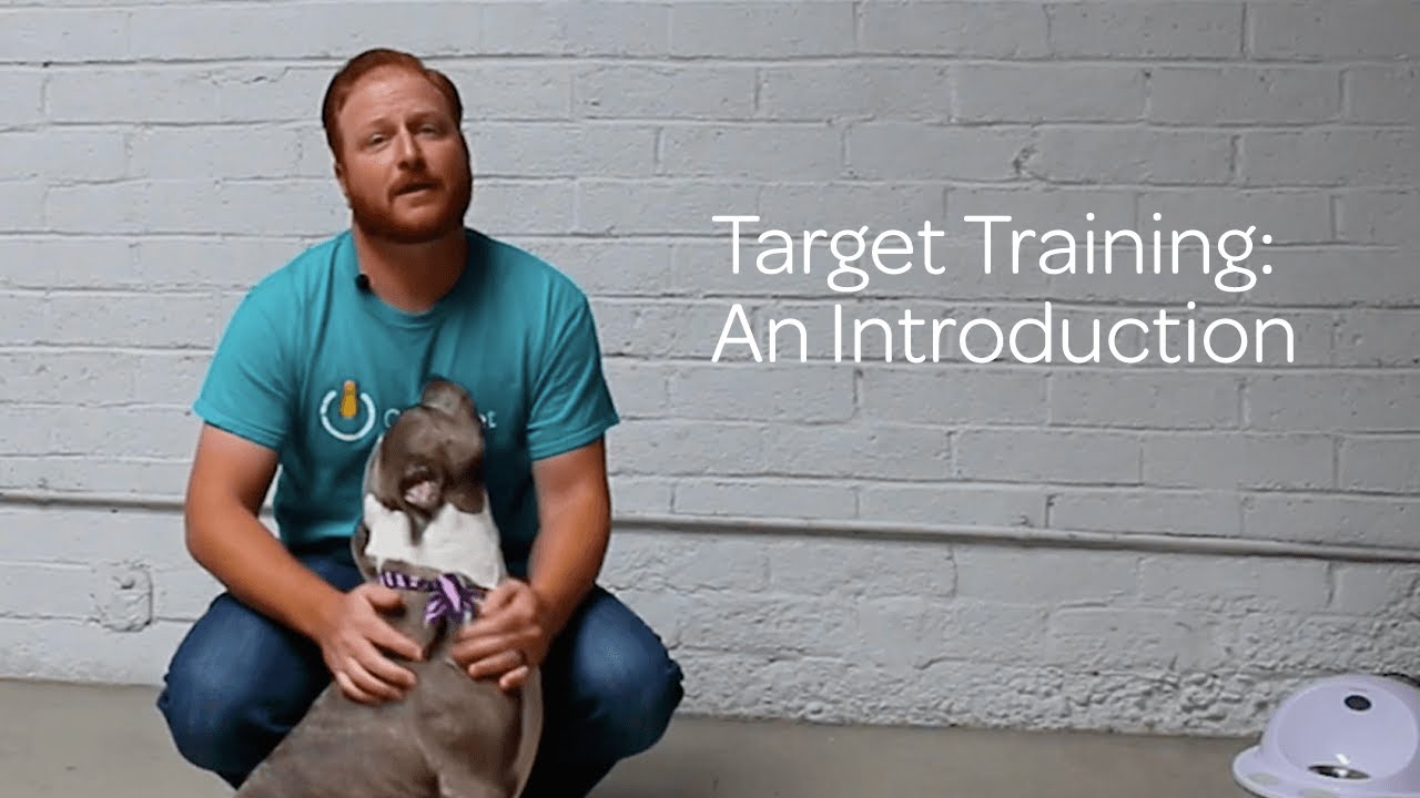 Dog Target Training: An Introduction