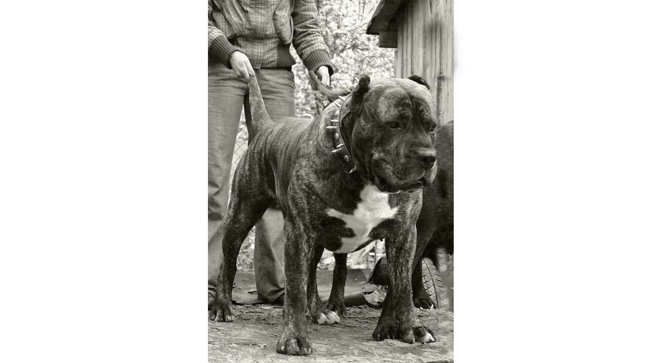 Cosas Que No Sabias De Los Perros Presa Canario 