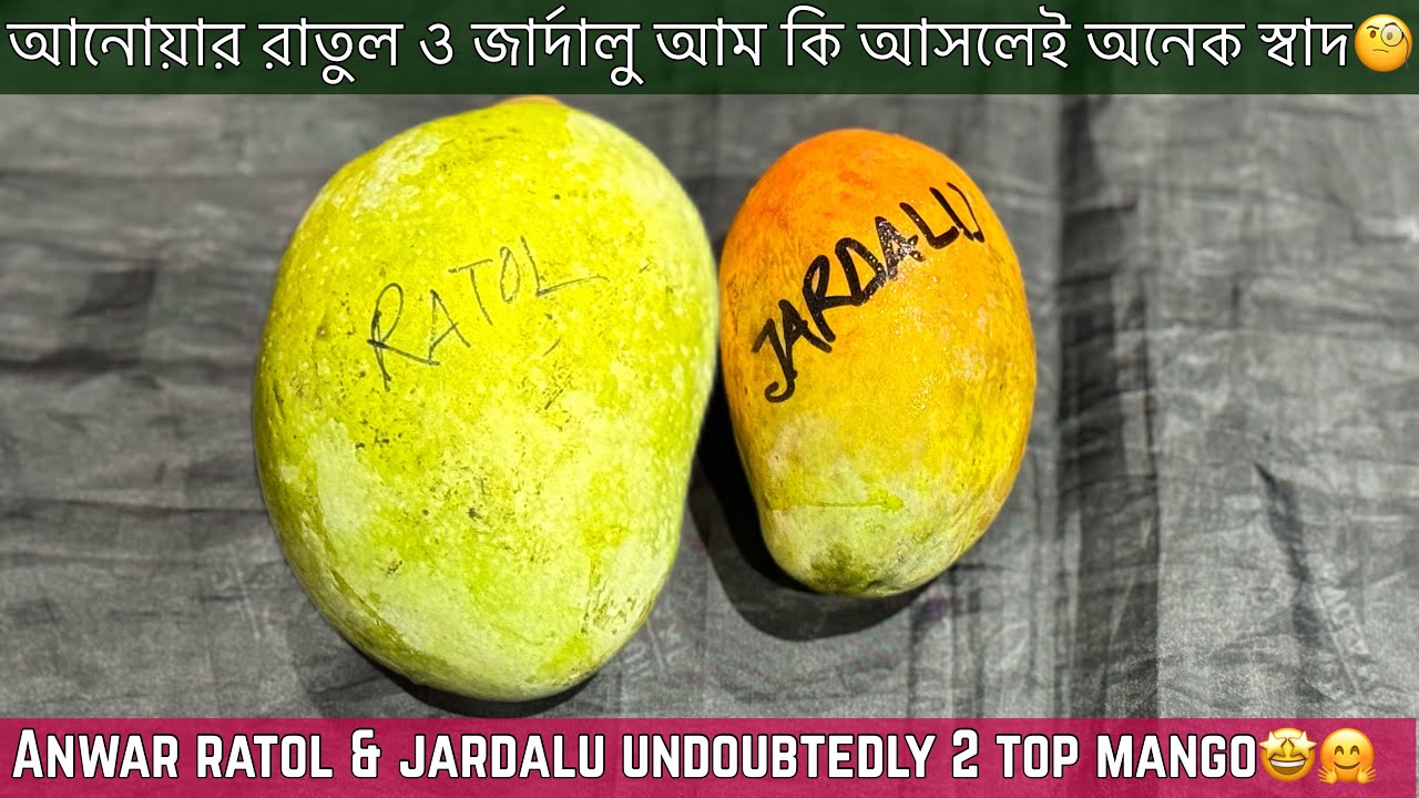 বিখ্যাত আনোয়ার রাতাউল ও জর্দালু আমের স্বাদ,মিষ্টতা কেমন🥰Anwar Ratol & Jardalu Mango Brix