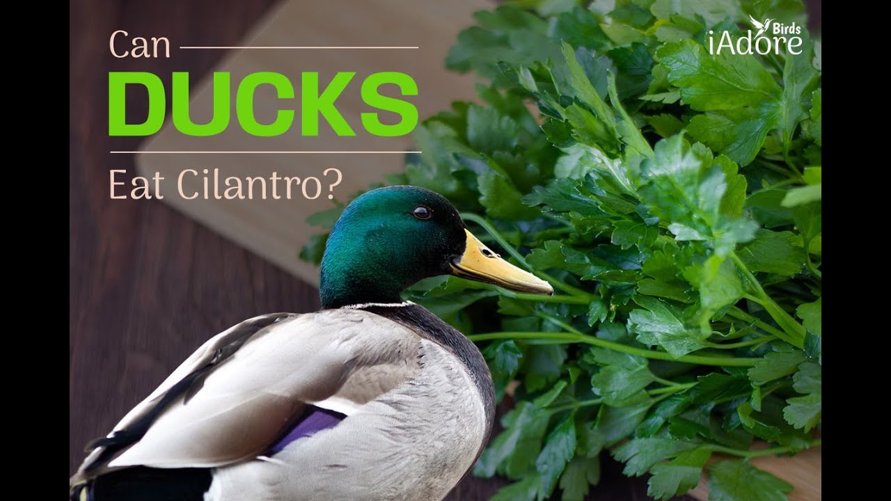 Can Ducks Eat Cilantro? 4 Benefits