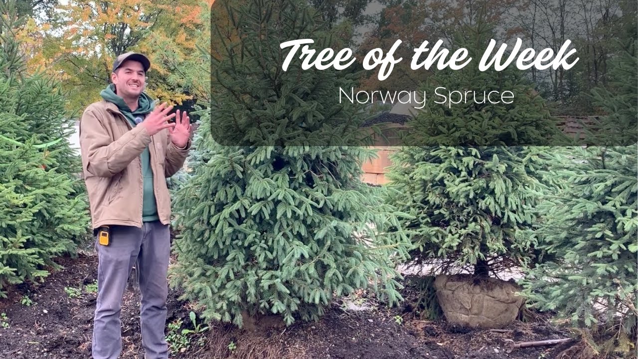 Tree of the Week - Norway Spruce