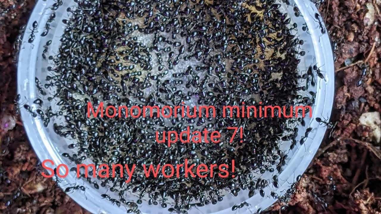 Monomorium minimum Update #7: huge nest upgrade!!