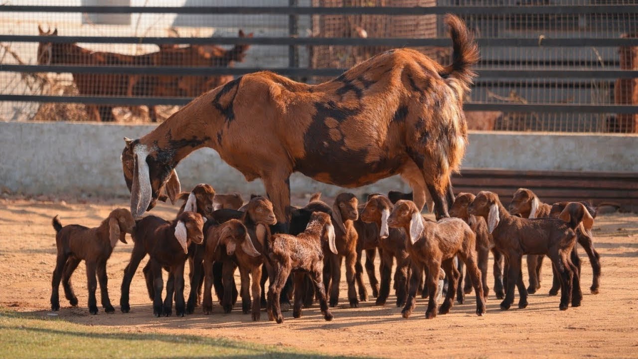 40 बकरियों का लॉट बच्चो के साथ (राजस्थान गोट फ़ार्म अजमेर ) जय तोषिक 9783341533 