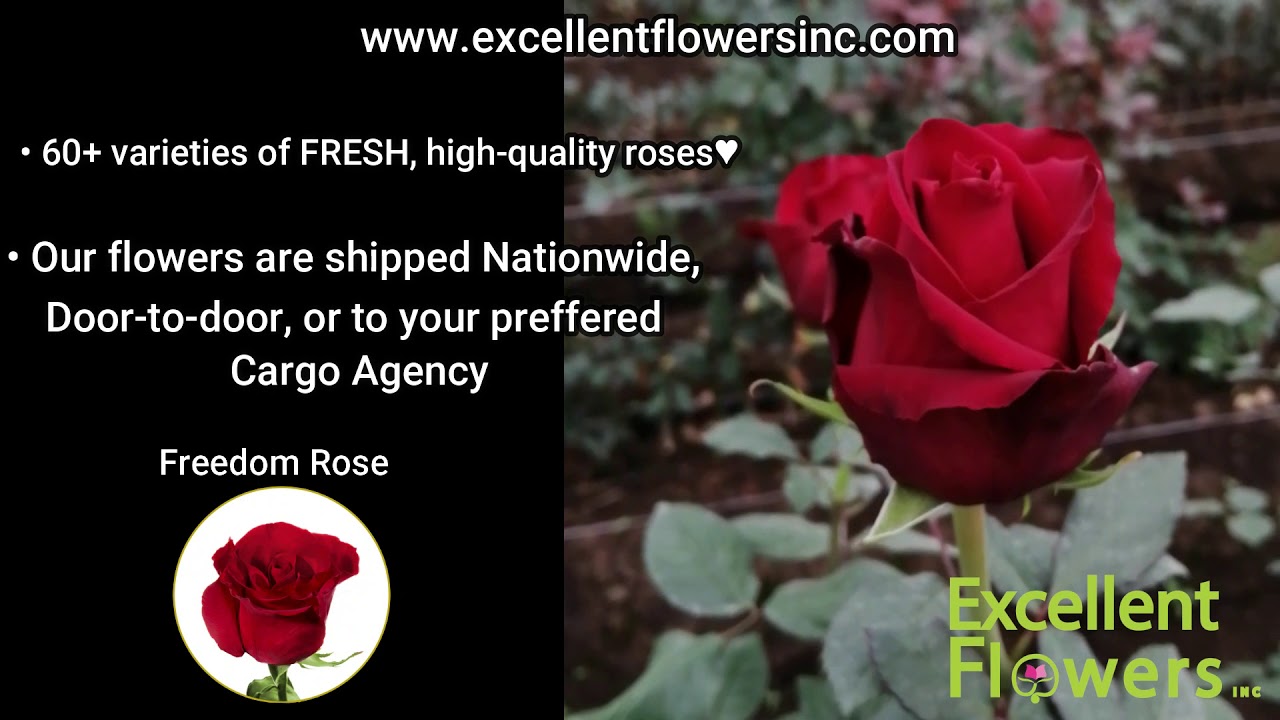 Free Flower Delivery anywhere in USA 💖 Ecuadorian Roses