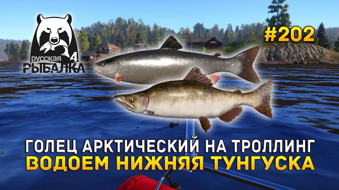 Голец Арктический на Троллинг. Водоем Нижняя Тунгуска - Русская Рыбалка 4 #202