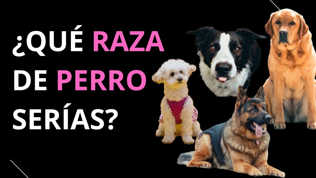 &iquest;QU&Eacute; RAZA DE PERRO SER&Iacute;AS?  - Test de personalidad
