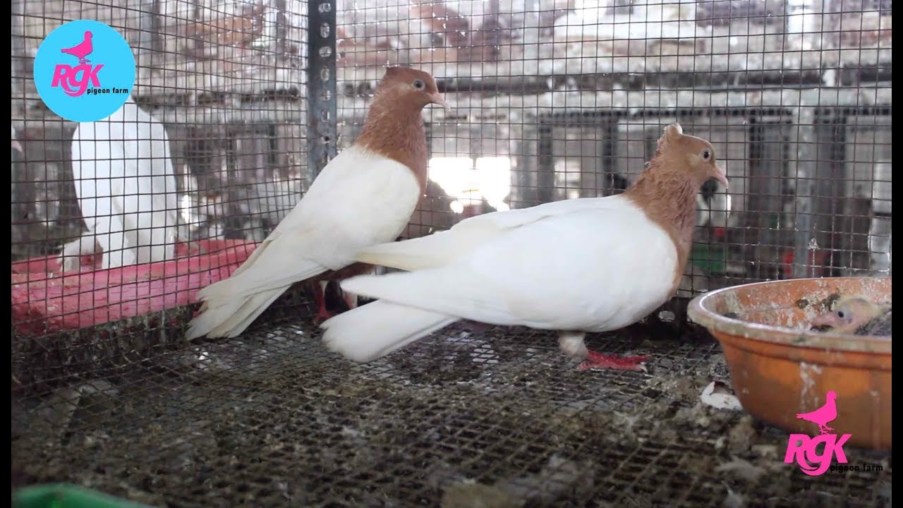 ABOUT ARCHANGEL  PIGEON IN TAMIL