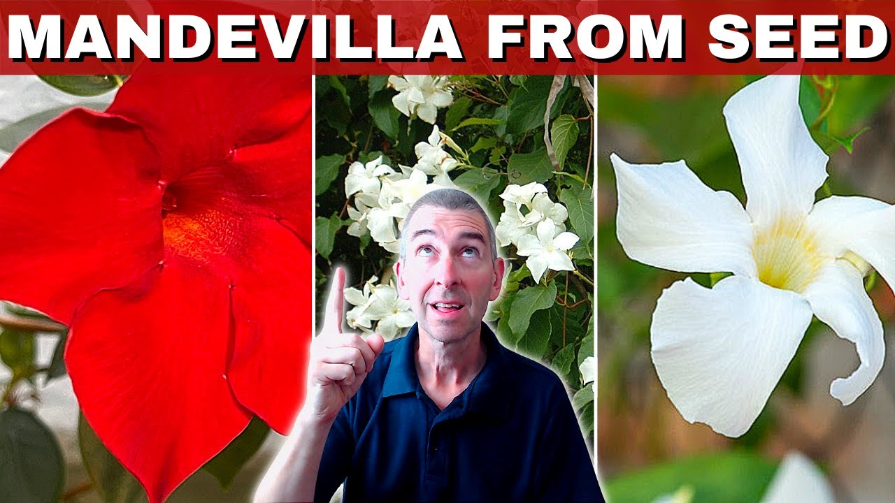 Mandevilla PROPAGATION from SEED: Sowing | Germination | Seedlings!