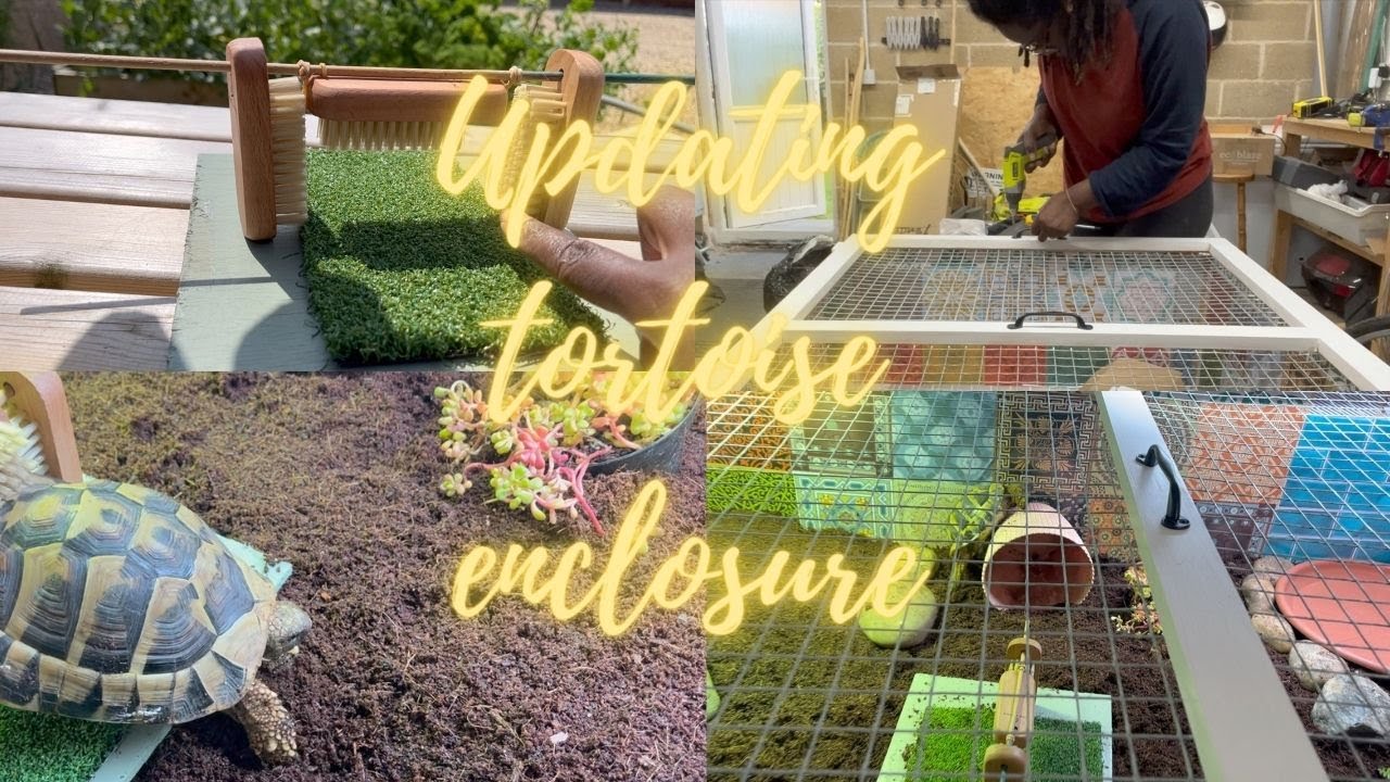 Updating my tortoise table/indoor enclosure and enrichment ideas