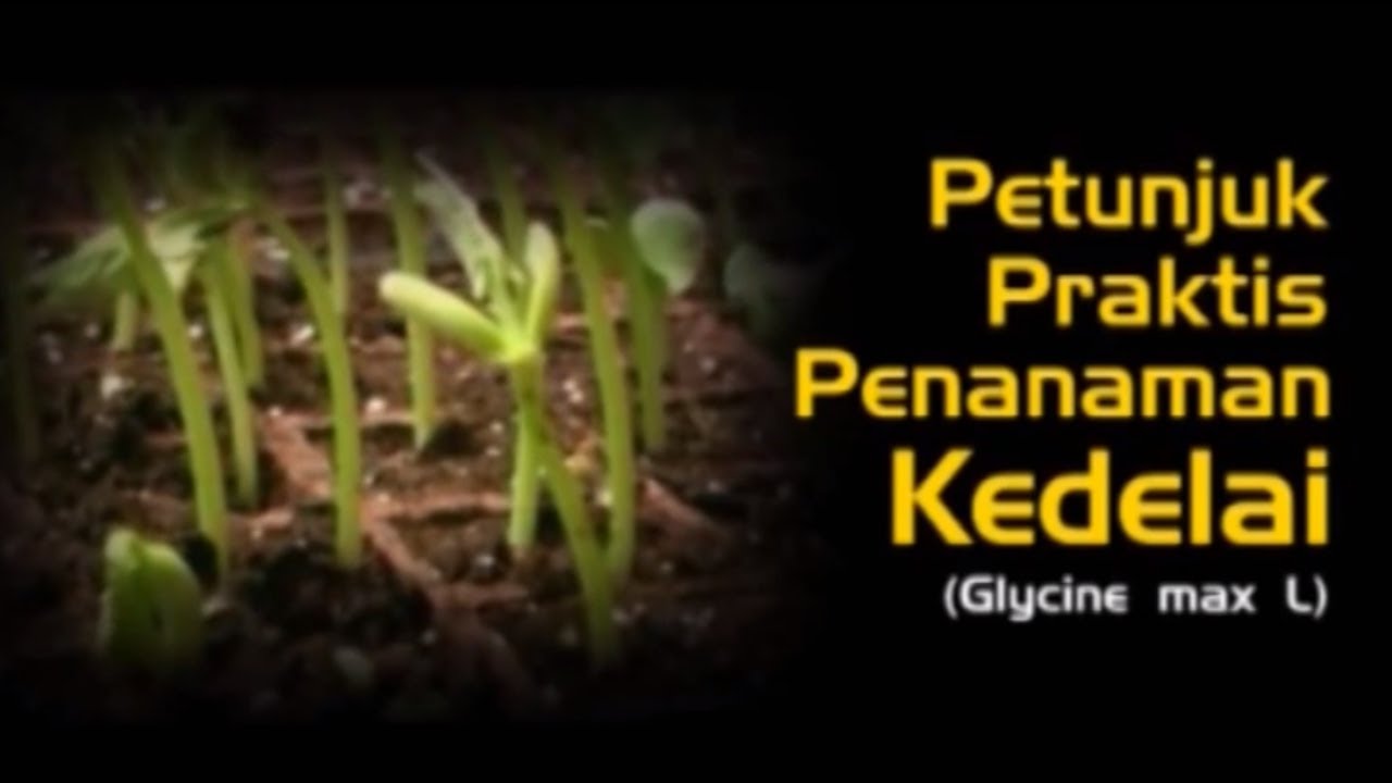 Petunjuk Praktis Penanaman Kedelai ( Tutorial Pertanian )
