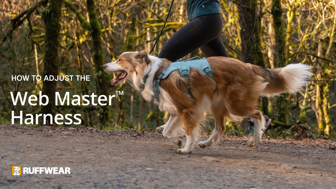 How To Fit and Adjust: Web Master™ Harness