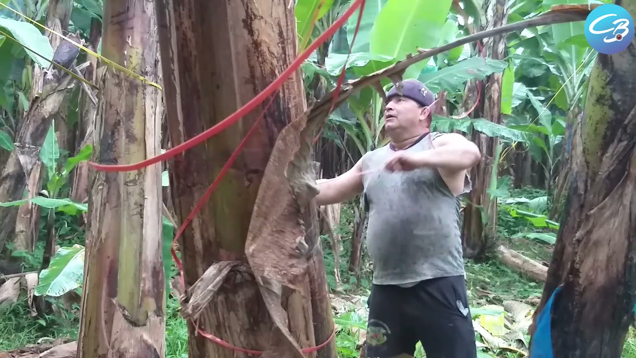 Destallando en la Bananera