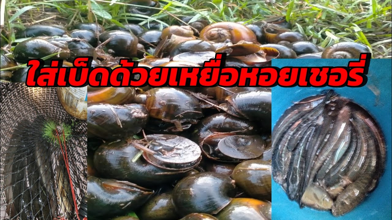 ใส่เบ็ดด้วยเหยื่อหอยเชอรี่@แขมรสะเร็นโปรดั้กชั่น 