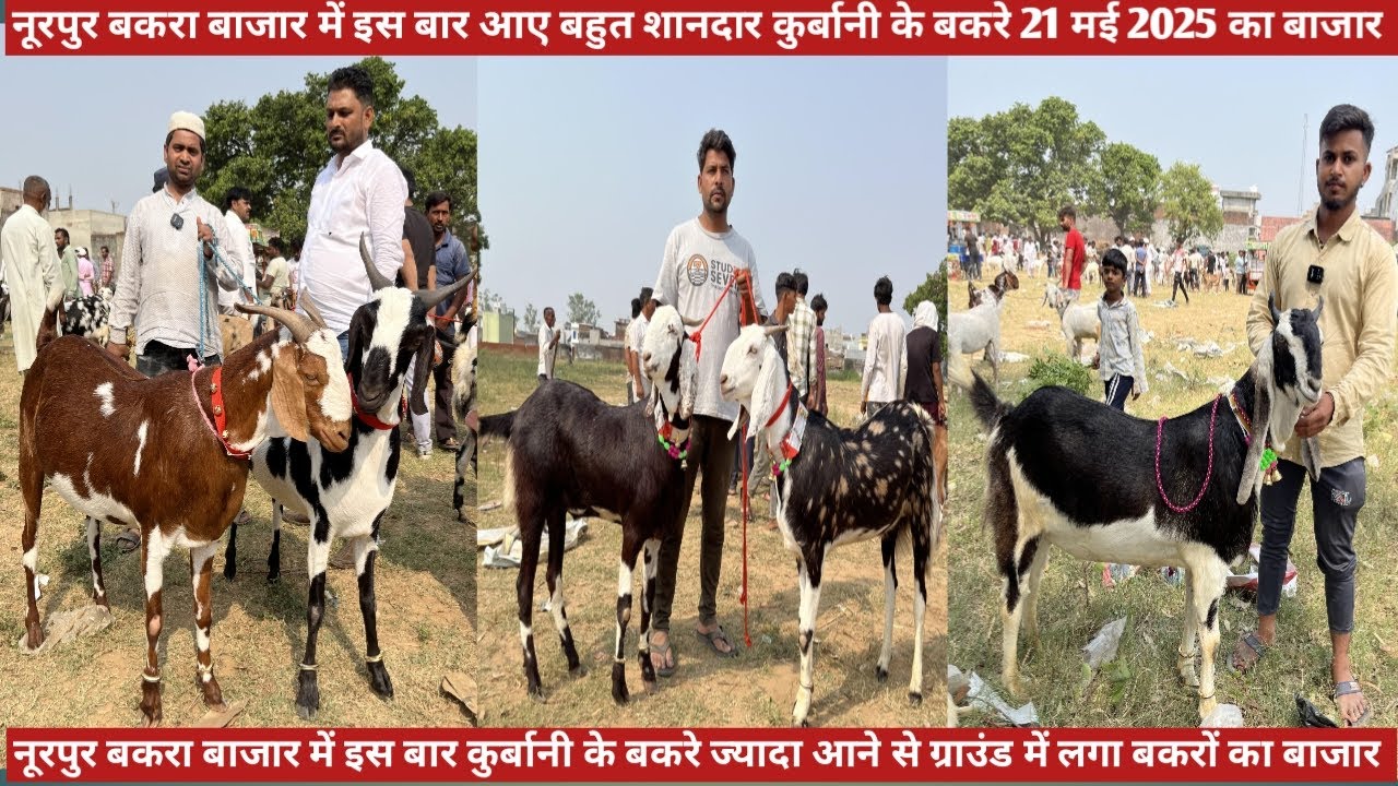 नूरपुर बकरा बाजार की 21 मई 2025 कुर्बानी के बड़े खूबसूरत टॉप क्वालिटी के शानदार बकरे की वीडियो RED