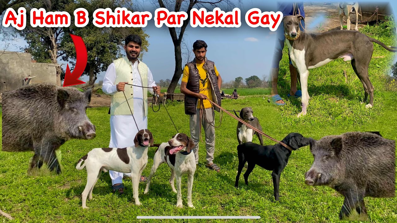 Shadi Chour Kar Ham Shikar Paar Nekaal Gay | Hunting Videos | Pets Vlogs