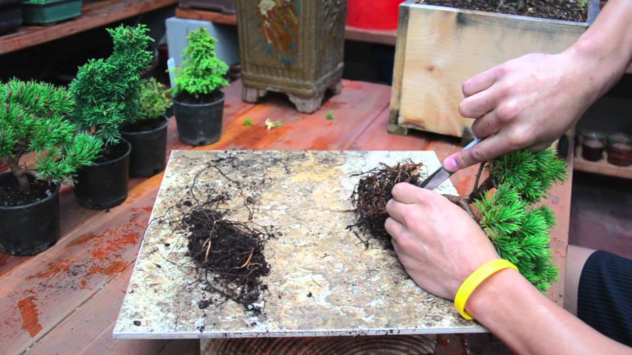 High Desert Bonsai - Dwarf Mugo Pine.