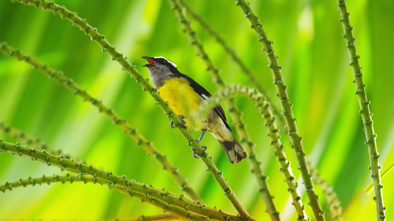 Tobago: watch the island come to life | National Geographic Traveller (UK)