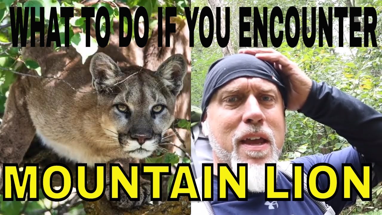WHAT TO DO IF YOU ENCOUNTER A MOUNTAIN LION