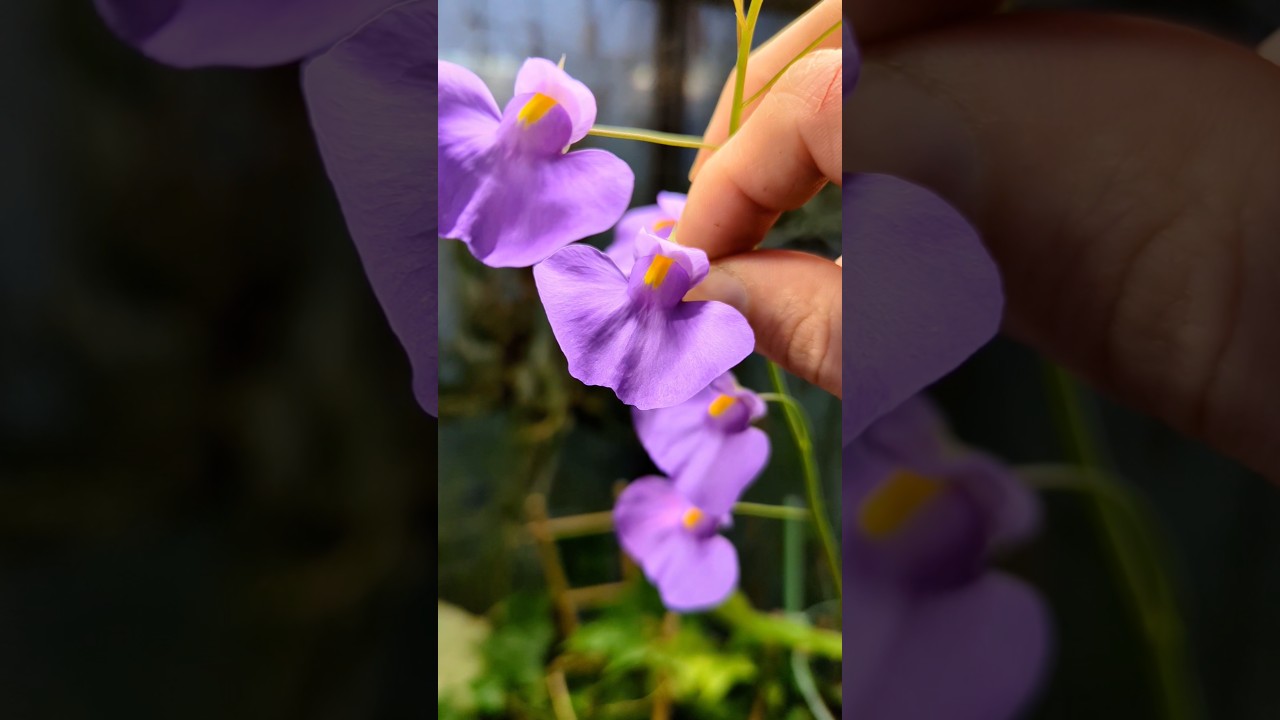Wundersch&ouml;ner Wasserschlauch f&uuml;r's neue Jahr 🎆 #utricularia