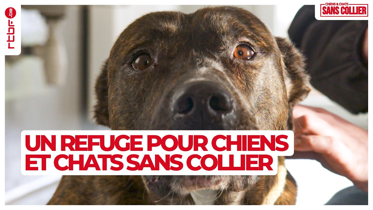 Un refuge pour chiens et chats sans collier S04E04
