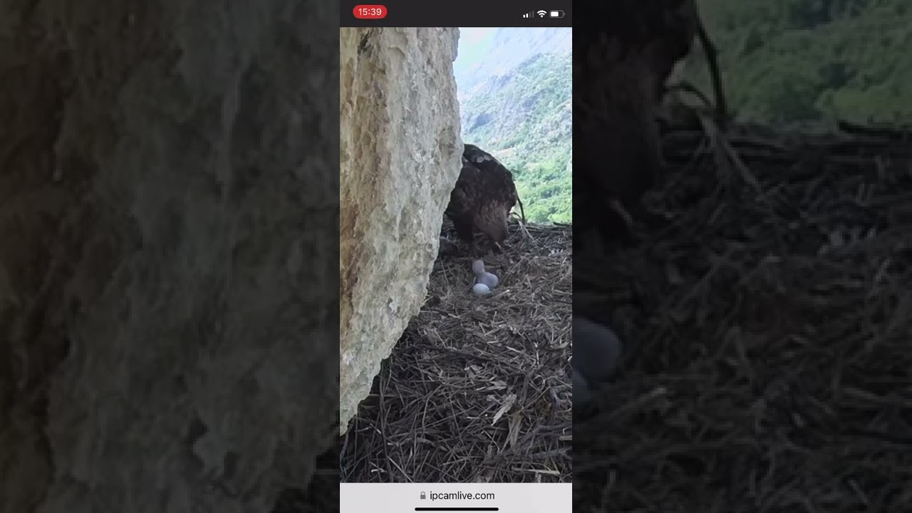 È nato l’aquilotto del Parco dei Nebrodi