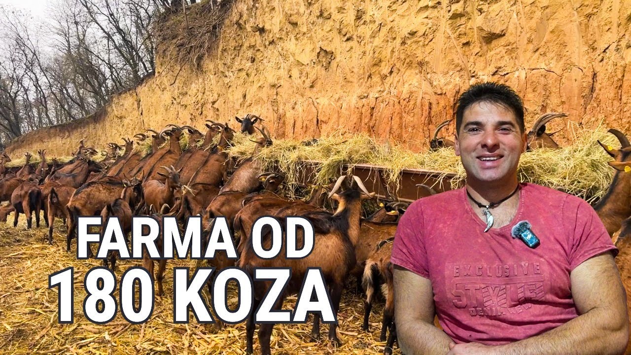 Otišao u Italiju da zaradi – danas ima farmu od 180 koza na Fruškoj Gori