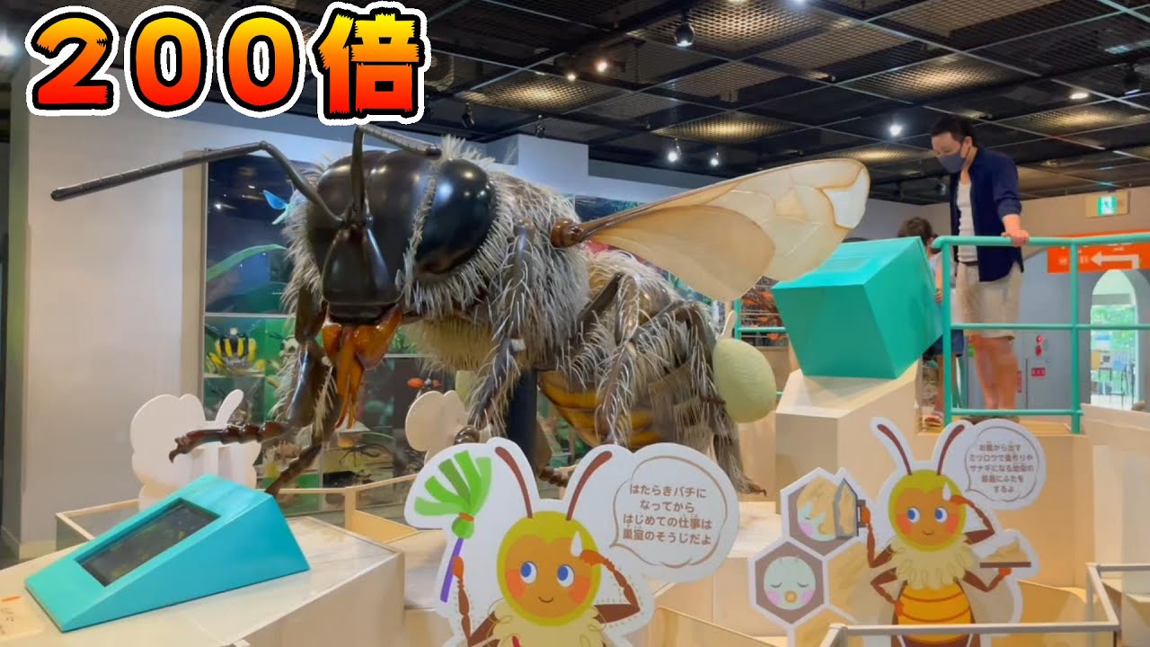 【昆虫館】【遊び】2歳虫好き弟と6歳虫嫌い姉が伊丹市昆虫館に行ってきたよ😊