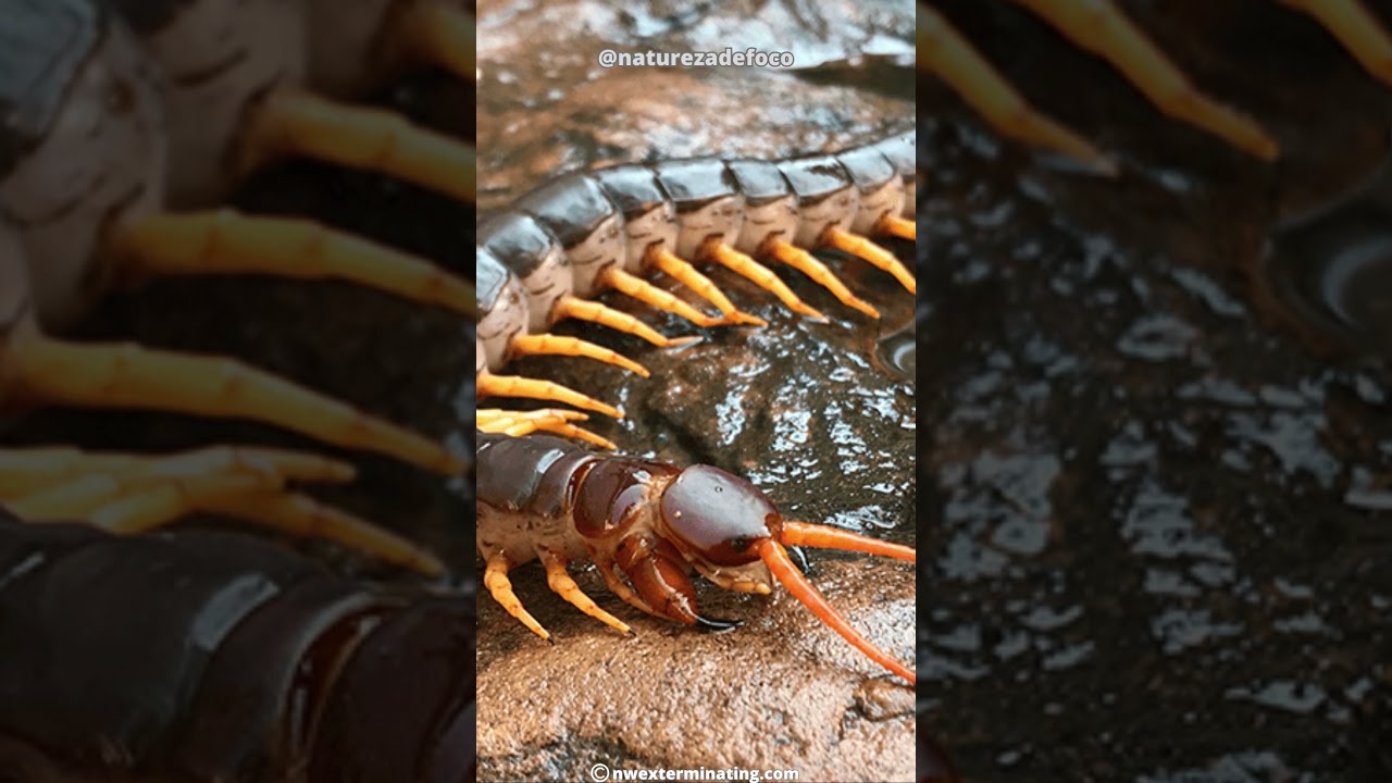 Centopeia Gigante Amaz&ocirc;nica | A Maior Centopeia Do Mundo