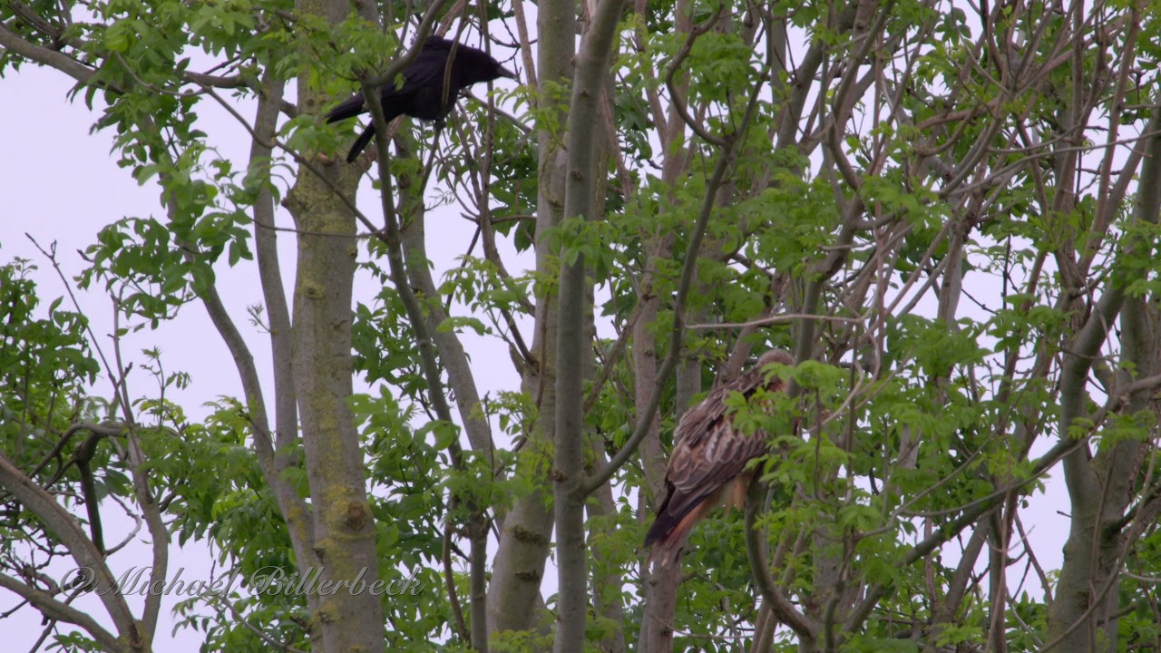Crow (Corvus corone) attacks Red Kite (Milvus milvus)