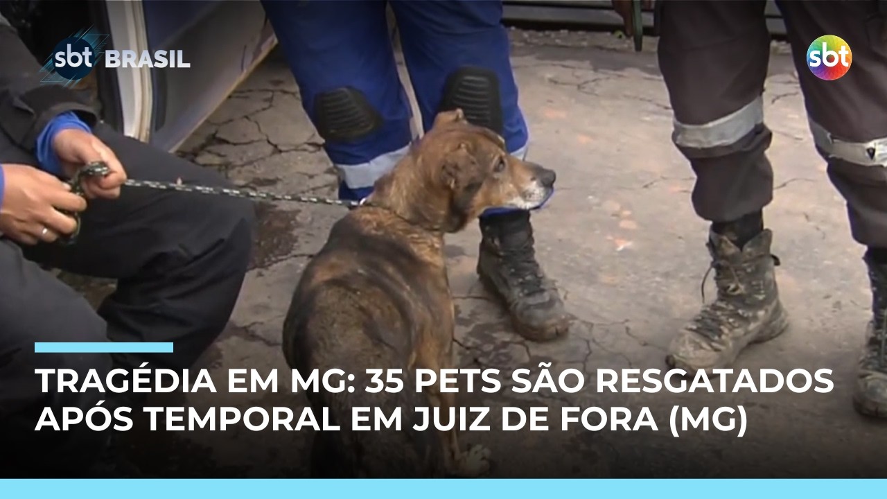 Equipes resgatam 35 pets após deslizamentos  em Juiz de fora (MG)  | #SBTBrasil