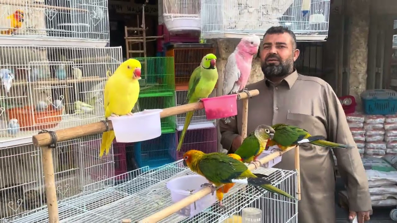 Qatar Bird Market Doha 🦜 | Souq Waqif Parrot Market Vlog | modim khan vlogs 